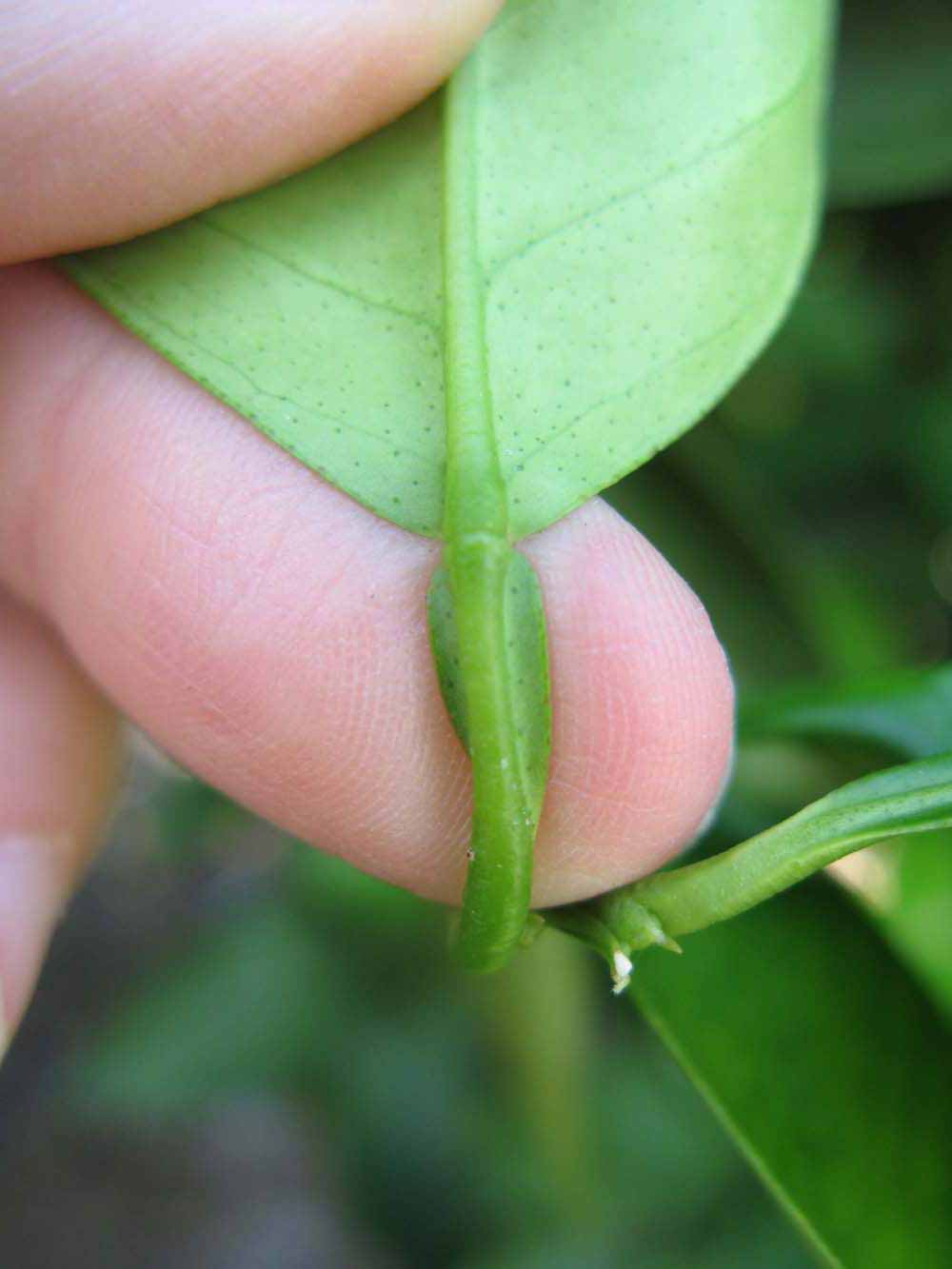              Petiole (Winter Haven, FL)       